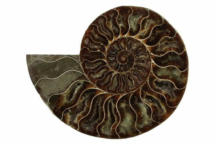 Cut & Polished Ammonite Fossil (Half) - Madagascar #341195